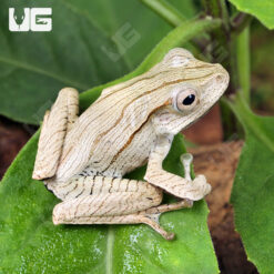 Baby Borneo Eared Frog