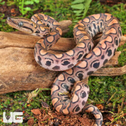 C.B. Baby Brazilian Rainbow Boa