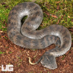 Papuan Death Adder