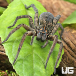 Giant Wetland Wolf Spider