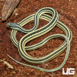 Adult Gulf Coast Ribbon Snake