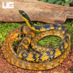 Halmahera Keelback Snake