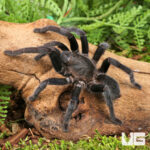 Javan Yellow Knee Tarantula (3 - 4'')