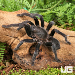 Javan Yellow Knee Tarantula (3 - 4'')