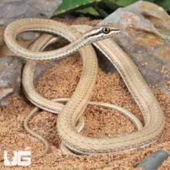 Juvenile Schokari Sand Racer Snake