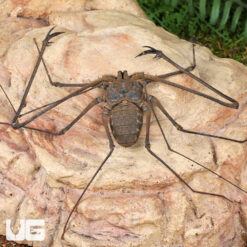 Kanchanaburi Tailless Whip Scorpion
