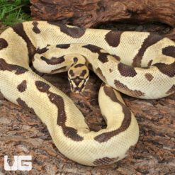Adult Male Orange Dream Blade Fire Ball Python