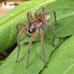 Pine Giant Wolf Spider
