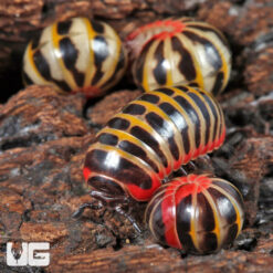 Rainbow Candy Pill Millipede