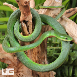Florida Rough Green Snake