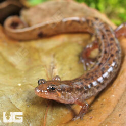 Seal Salamander