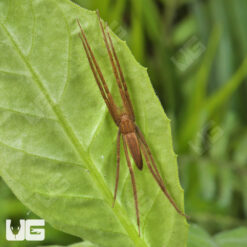 Slender Nursery Web Spider