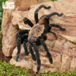 Adult Thai Tiger Tarantula (3 - 4'')