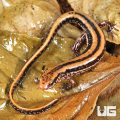 Three Line Salamander