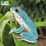 Vietnamese Blue Tree Frog
