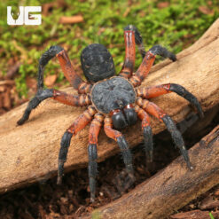 Yang's Armored Trapdoor Spider