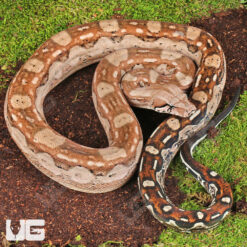Summit Pastel Aztec Colombian Boa