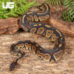 Baby Female Blackhead Ball Python