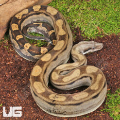 Motley Colombian Boa
