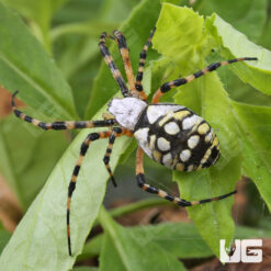 Yellow Orb Weaver Spider