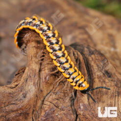 Yellow Dragon Millipede