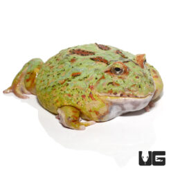 Adult Matcha Pacman Frog