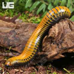 Giant Gold Spotted Millipede