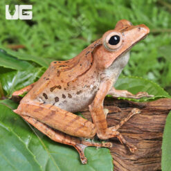 Adult Borneo Eared Frog