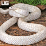 Adult Male Snow T- Axanthic Het White Sided Kingsnake