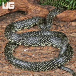 Adult Male Speckled Kingsnake