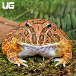 Adult Red Coffee Pacman Frog