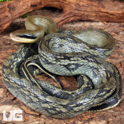 Adult Vietnamese Blue Beauty Ratsnake