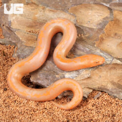 Baby Albino Striped Kenyan Sand Boa