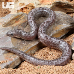 Baby Anery Granite Kenyan Sand Boa