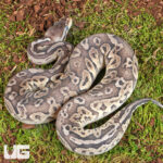 Pick Your Price Ball Pythons!