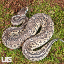 Pick Your Price Ball Pythons!