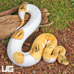 Baby Male Pastel Fire Clown Pied Ball Python