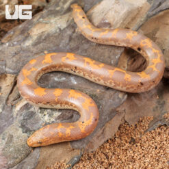 Baby Paradox Albino Kenyan Sand Boa