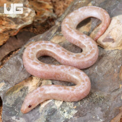 Baby Snow Granite Kenyan Sand Boa