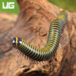 Bumblebee Millipede