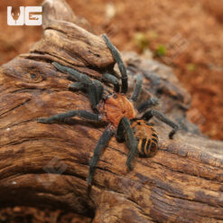 Costa Rican Suntiger Tarantula (1 – 2″)