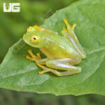 Fleischmann’s Glass Tree Frog