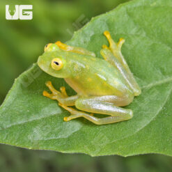 Fleischmann’s Glass Tree Frog