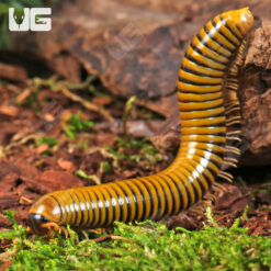Giant Gold Banded Millipede
