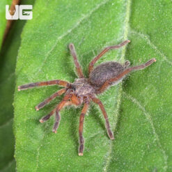 Golden Blue Leg Baboon Tarantula (.5 – .75”)
