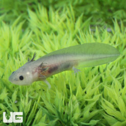 Hypo Melanistic Axolotl