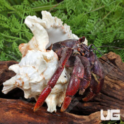 Jumbo Purple Pincher Hermit Crab