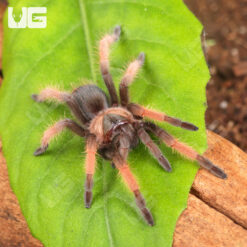 Mexican Red Leg Tarantula (2 – 3”)