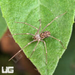 Northern Violin Spider