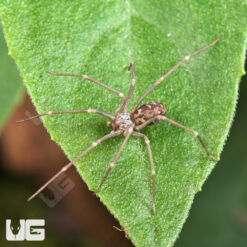 Northern Violin Spider